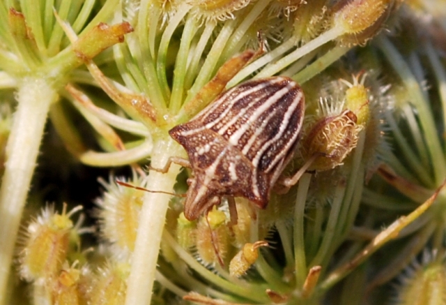 Graphosoma lineatum in sequenza